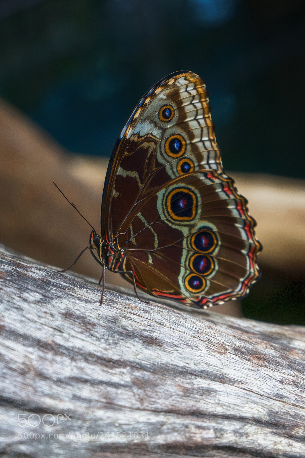 Sony a7 sample photo. Butterfly 2.0 photography