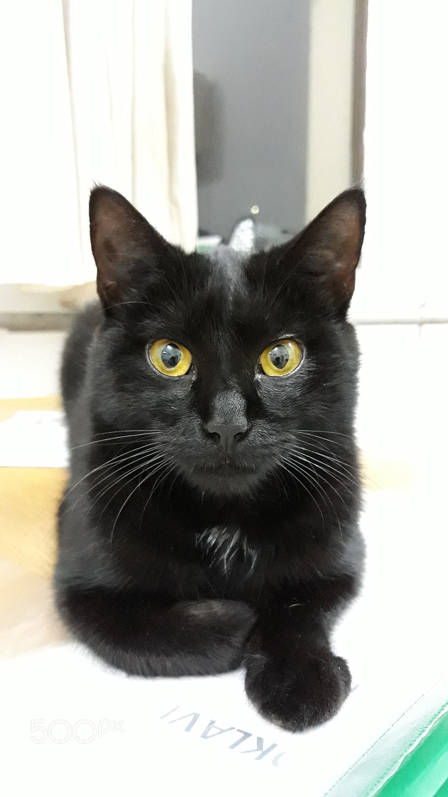 Samsung Galaxy J5 sample photo. Cat photography