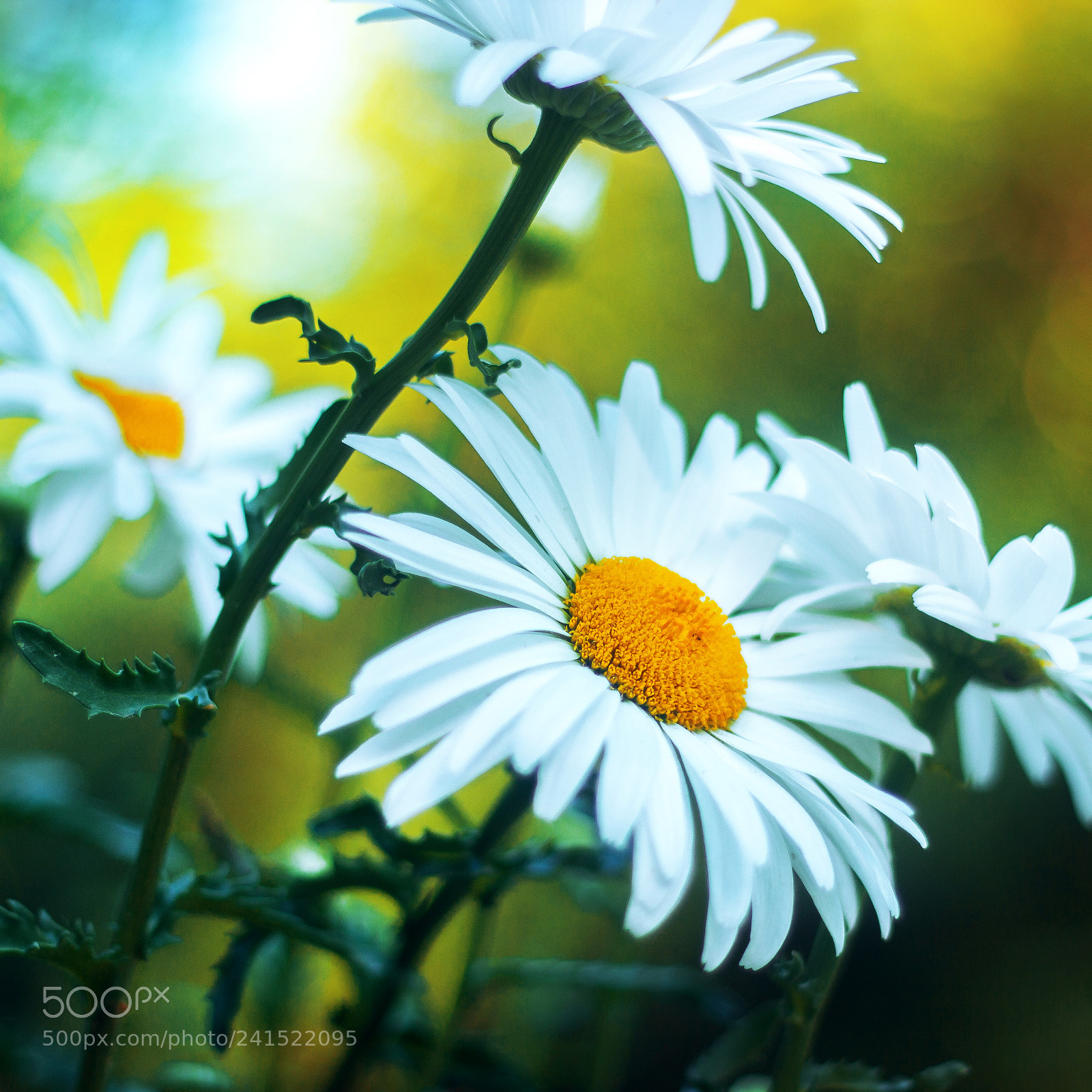 Canon EOS 600D (Rebel EOS T3i / EOS Kiss X5) sample photo. Daisy days photography