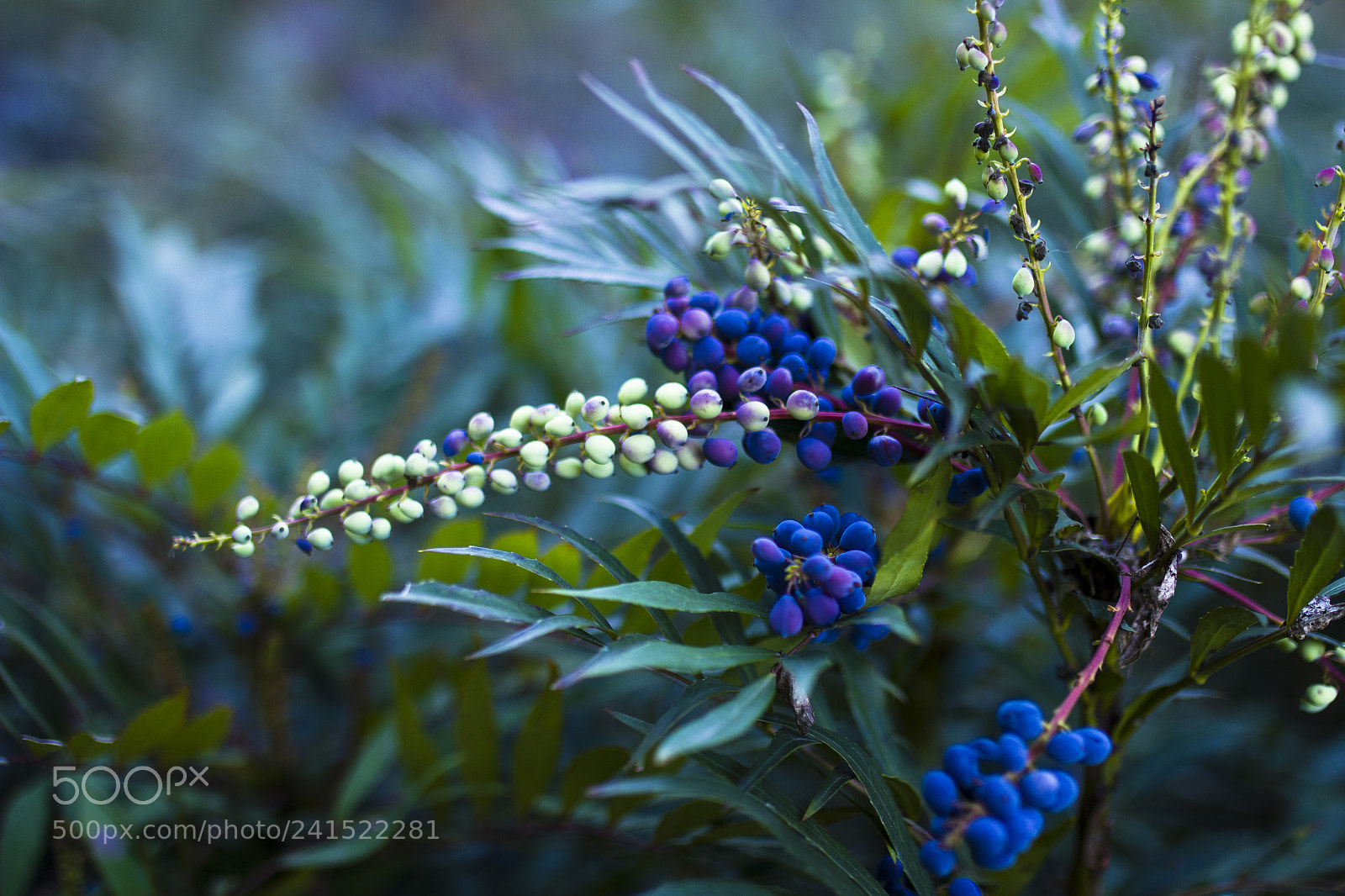 Canon EOS 550D (EOS Rebel T2i / EOS Kiss X4) sample photo. Chinese mahonia photography
