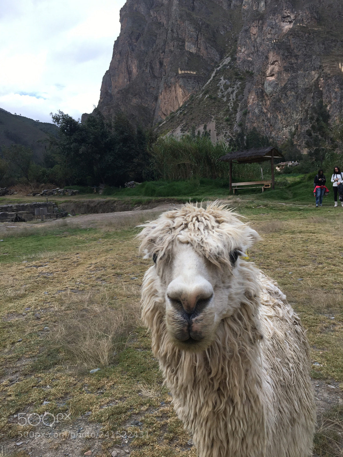 Apple iPhone 6s sample photo. Perù, alpaca selfie  photography