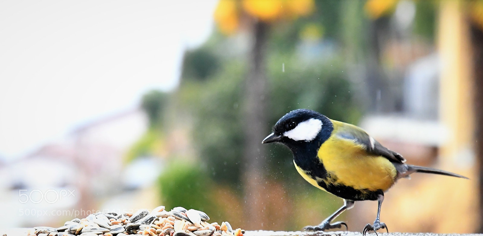 Nikon D500 sample photo. Untitled photography