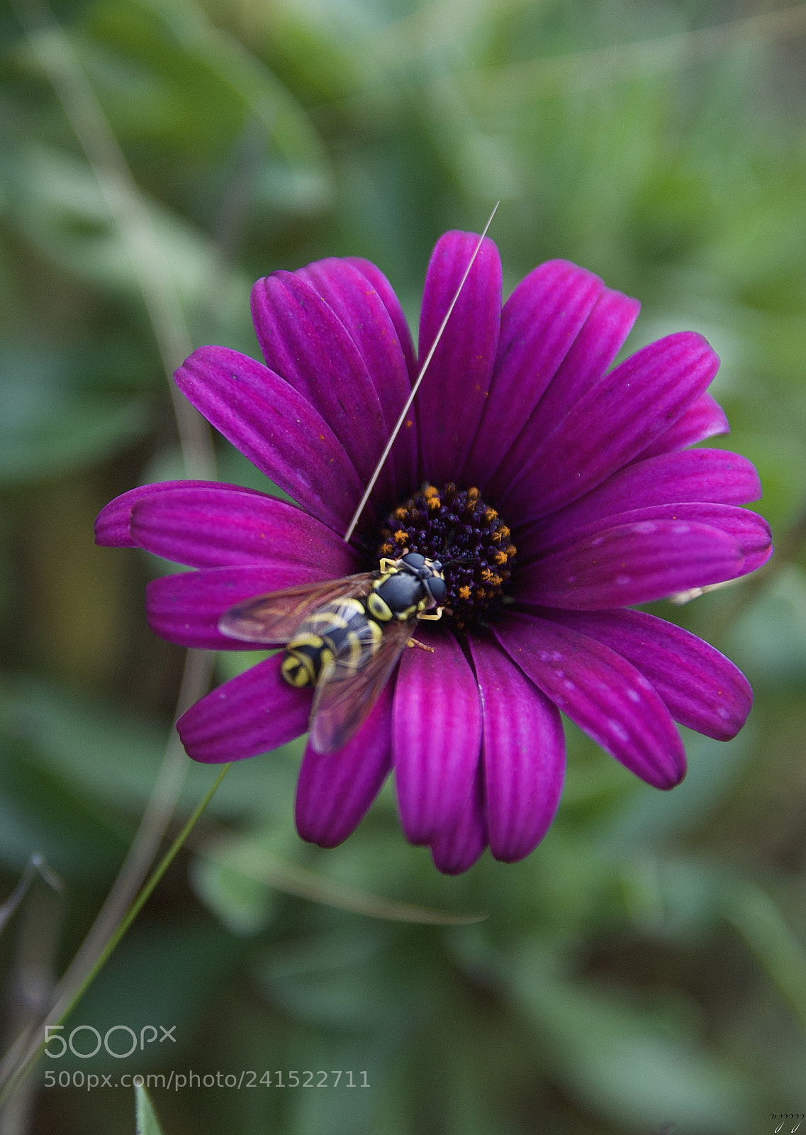 Nikon D3100 sample photo. I cling to his photography