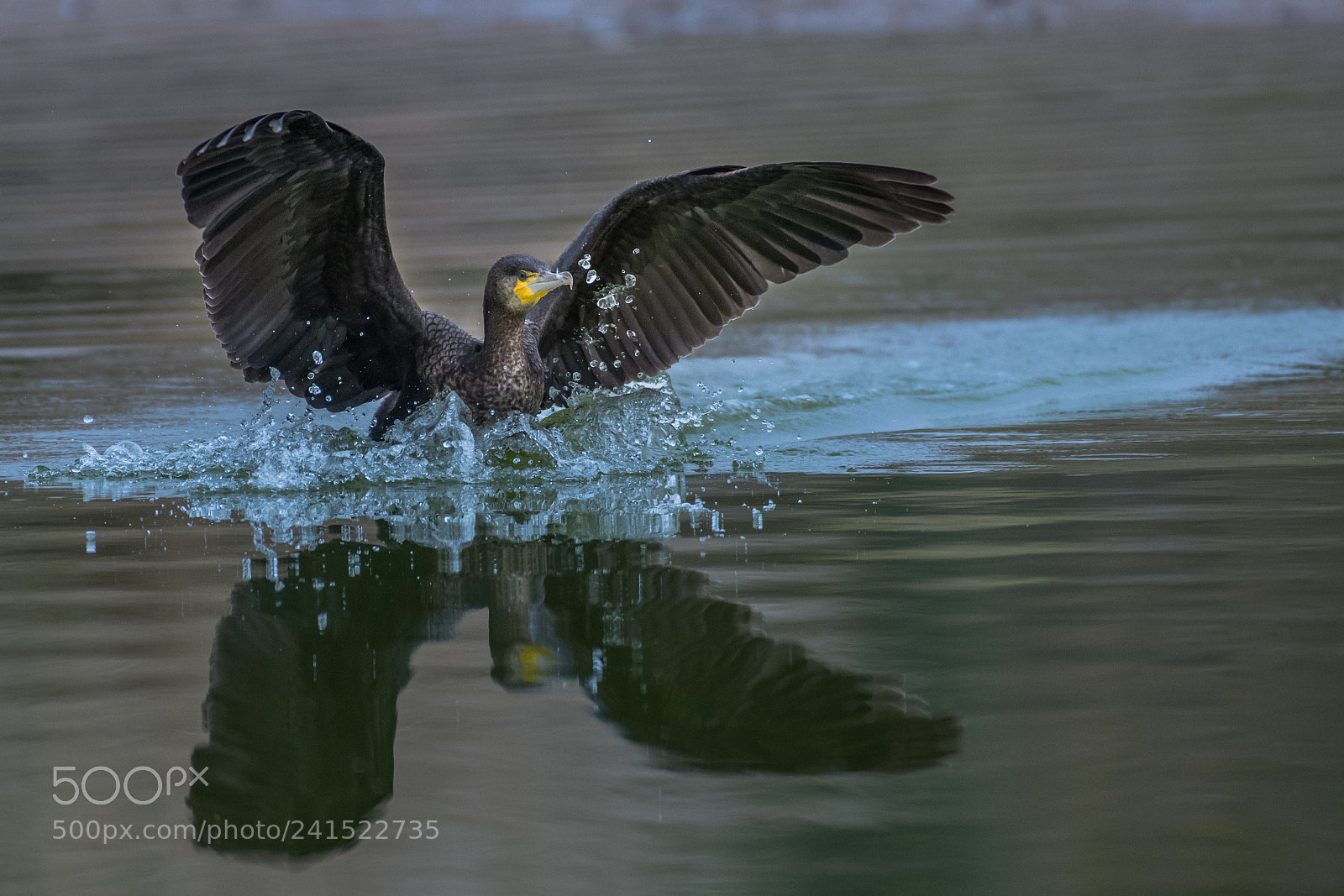 Nikon D500 sample photo. Cormorant photography