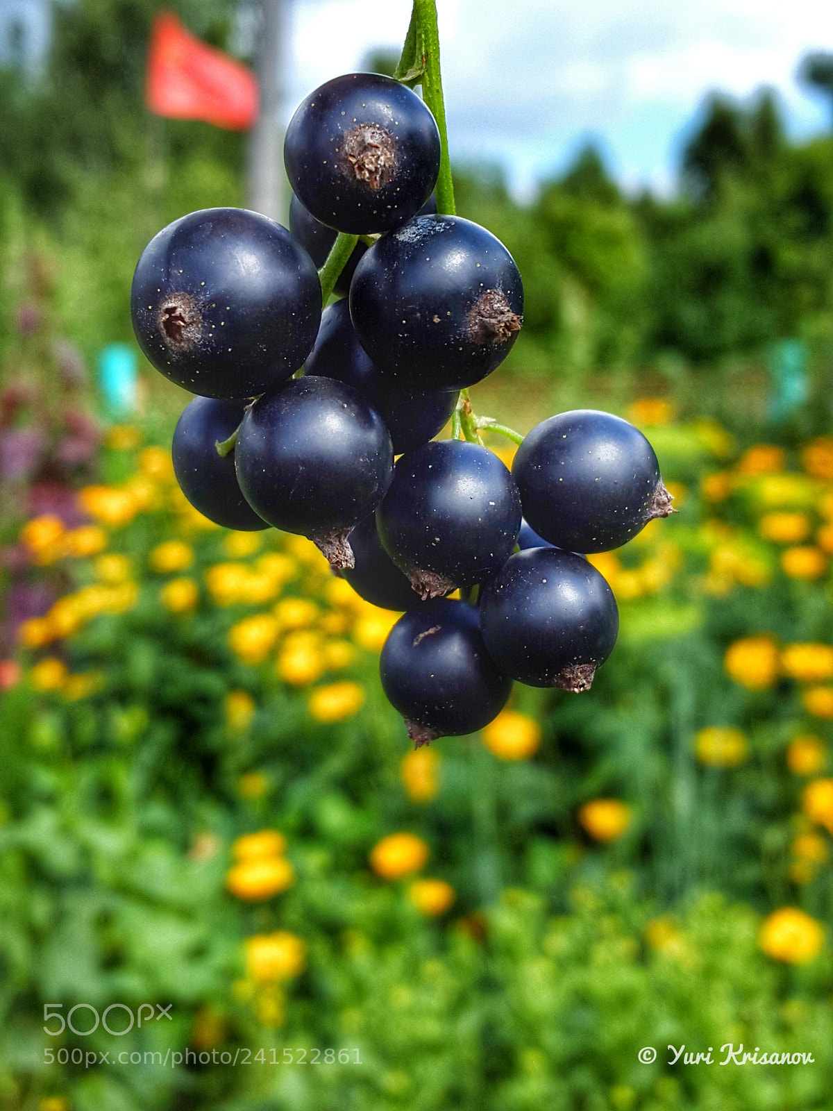 Samsung Galaxy Alpha sample photo. Black currant photography
