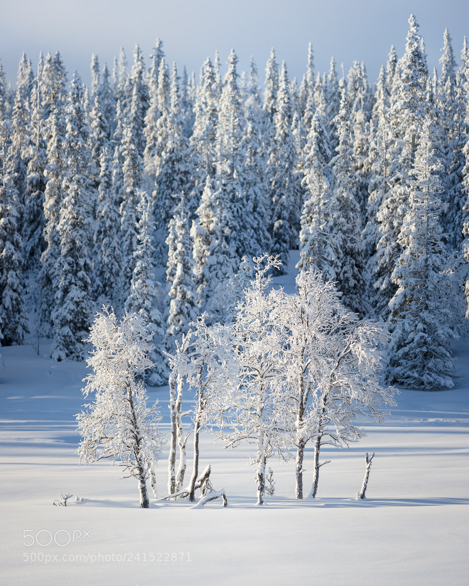 Canon EOS 5DS R sample photo. Drevfjället ii photography