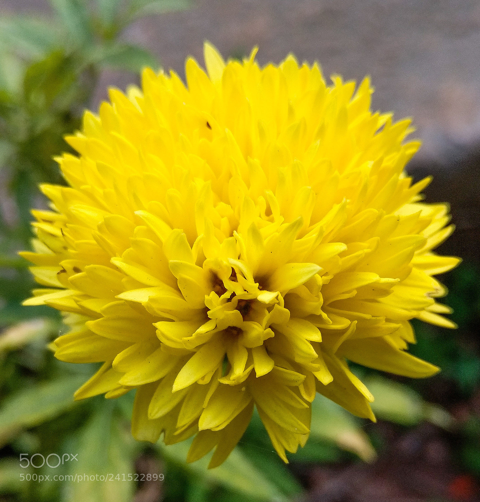 OnePlus A3003 sample photo. Yellow marigold photography