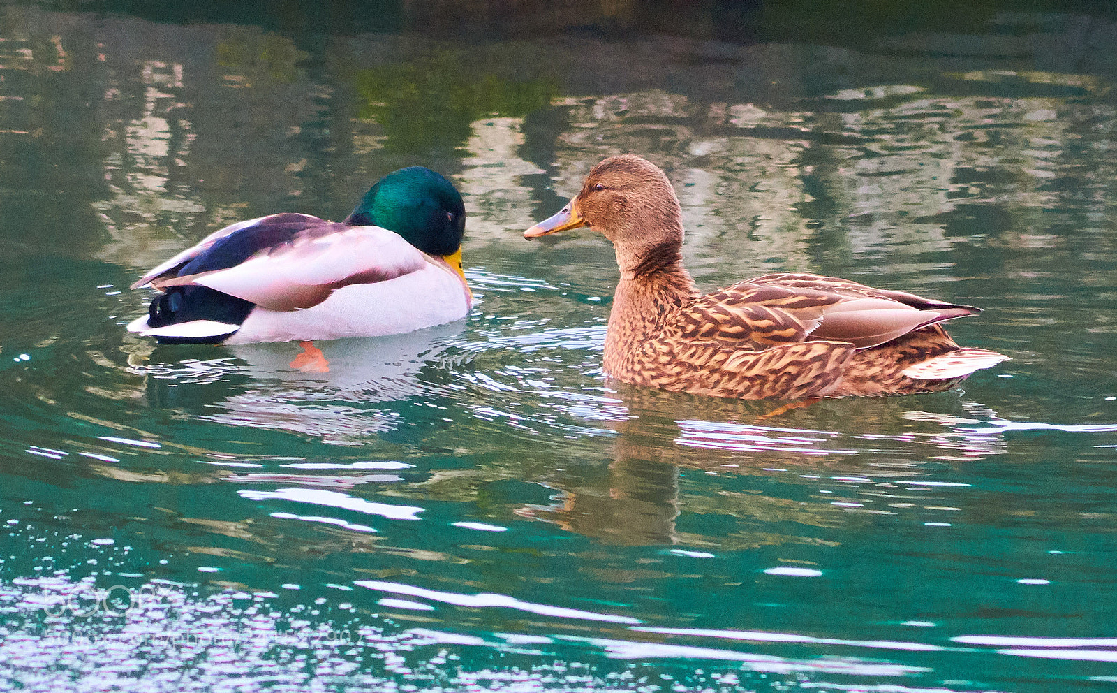 Sony SLT-A58 sample photo. Duck photography