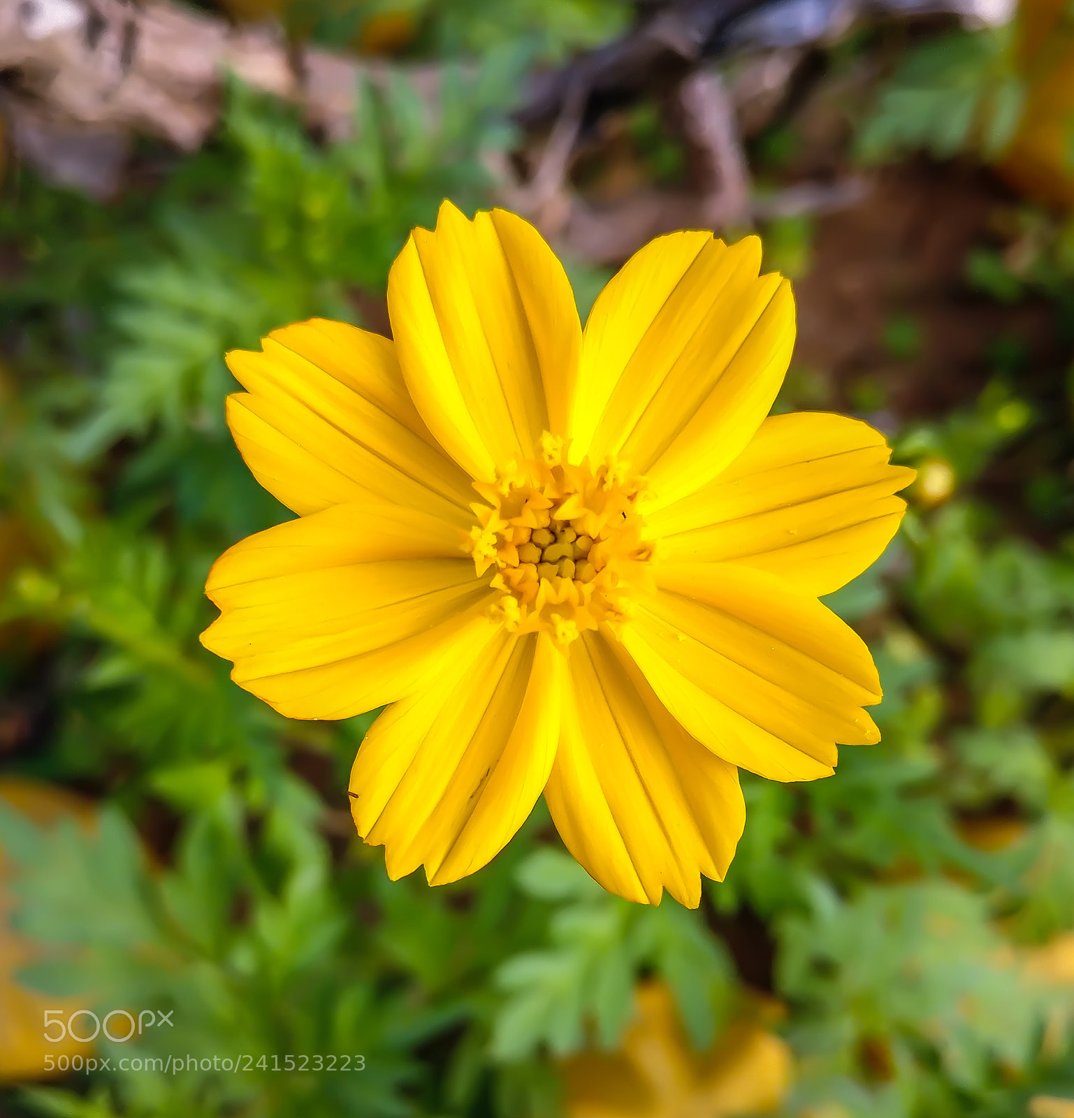 OnePlus A3003 sample photo. Yellow cosmos photography