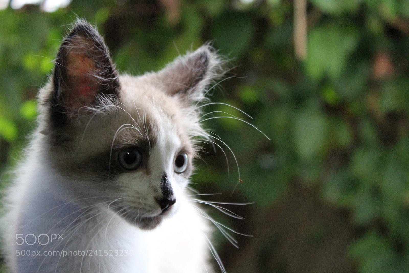 Canon EOS 1200D (EOS Rebel T5 / EOS Kiss X70 / EOS Hi) sample photo. Simba na janela lateral photography