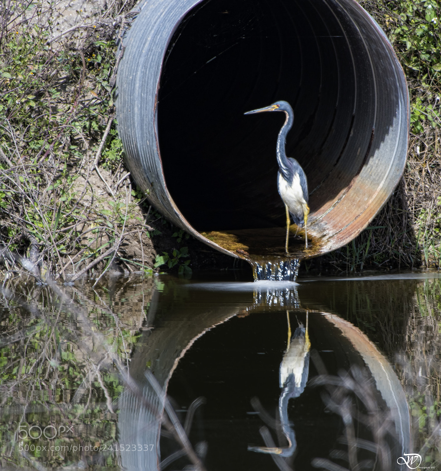 Nikon D500 sample photo. Tunnel vision photography