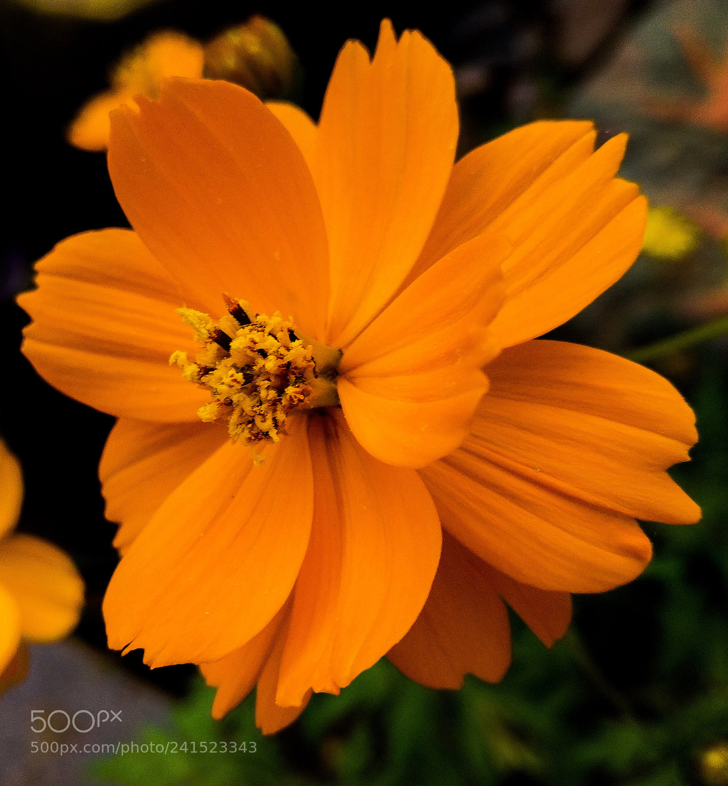 OnePlus A3003 sample photo. Orange cosmos photography