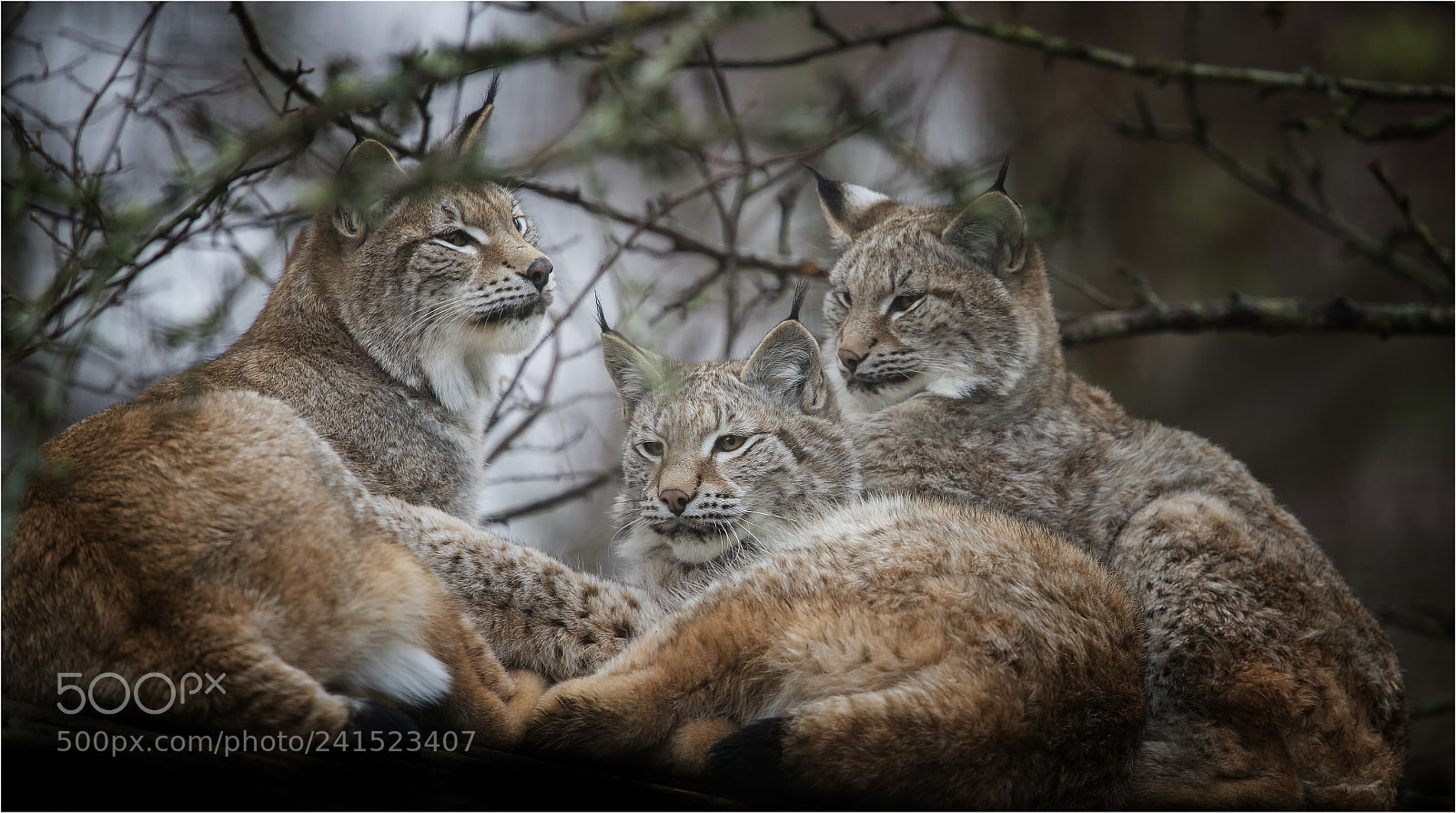 Canon EOS-1D X Mark II sample photo. European lynx cubs photography