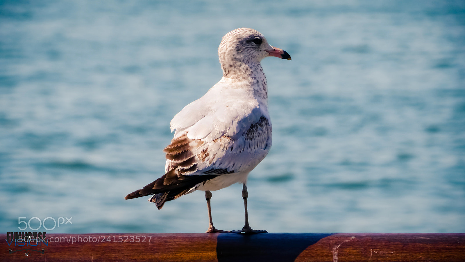 Panasonic Lumix DMC-GH2 sample photo. La garde des mouettes 4/4 photography
