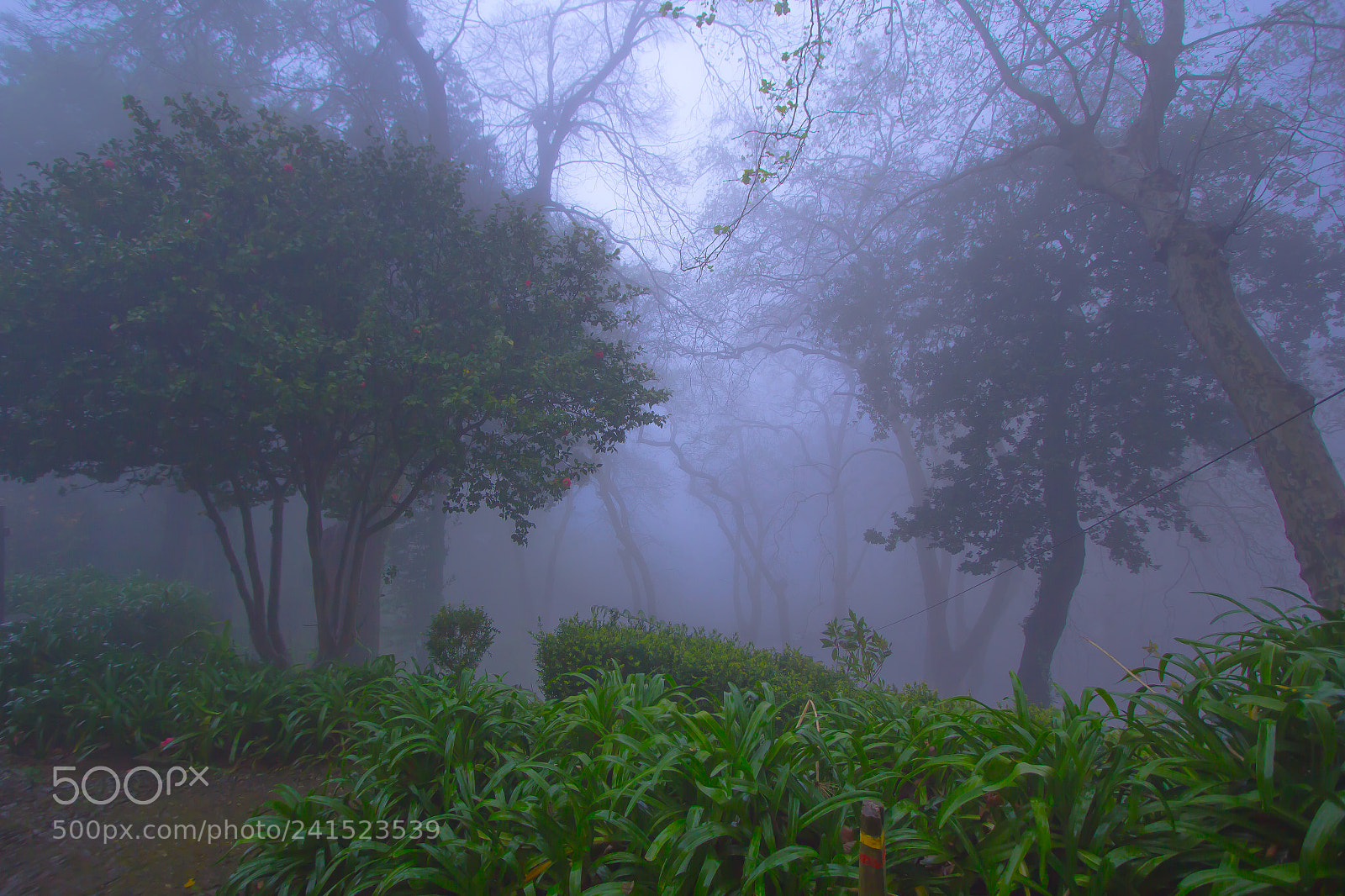 Canon EOS 60D sample photo. Mystical photography