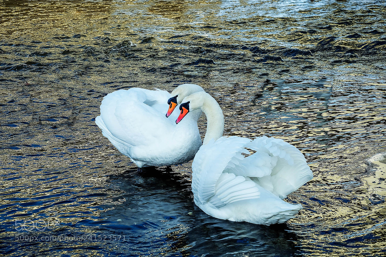 Fujifilm X-A1 sample photo. Swans photography