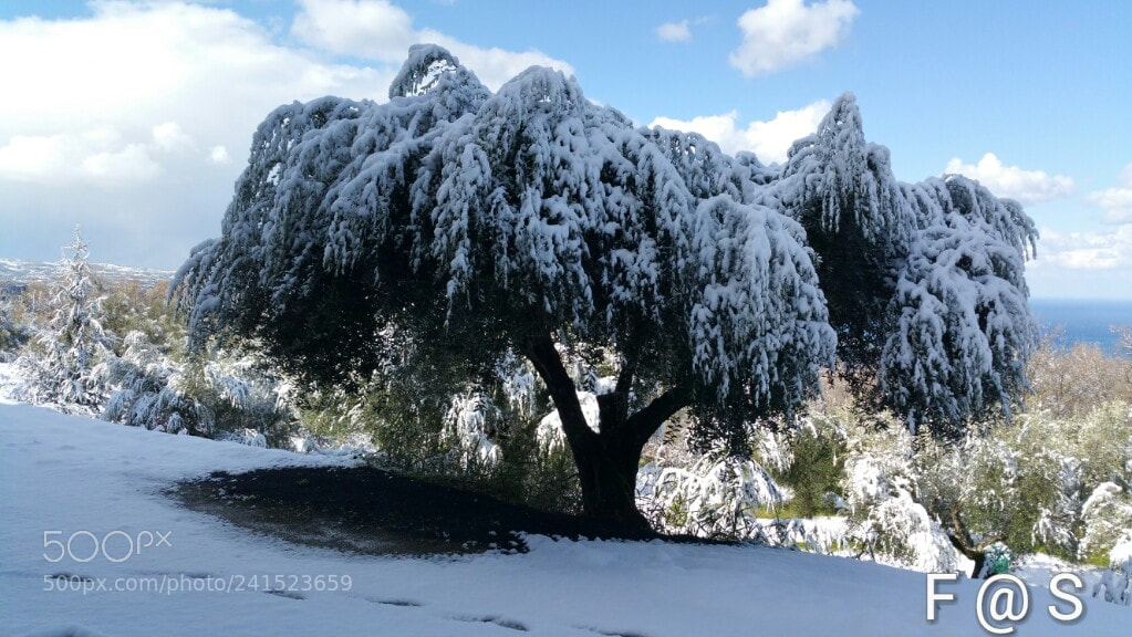 Samsung Galaxy Note4 sample photo. Olive tree under the photography