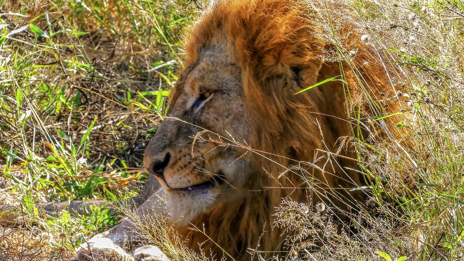 Panasonic Lumix DMC-FZ300 sample photo. The king... photography