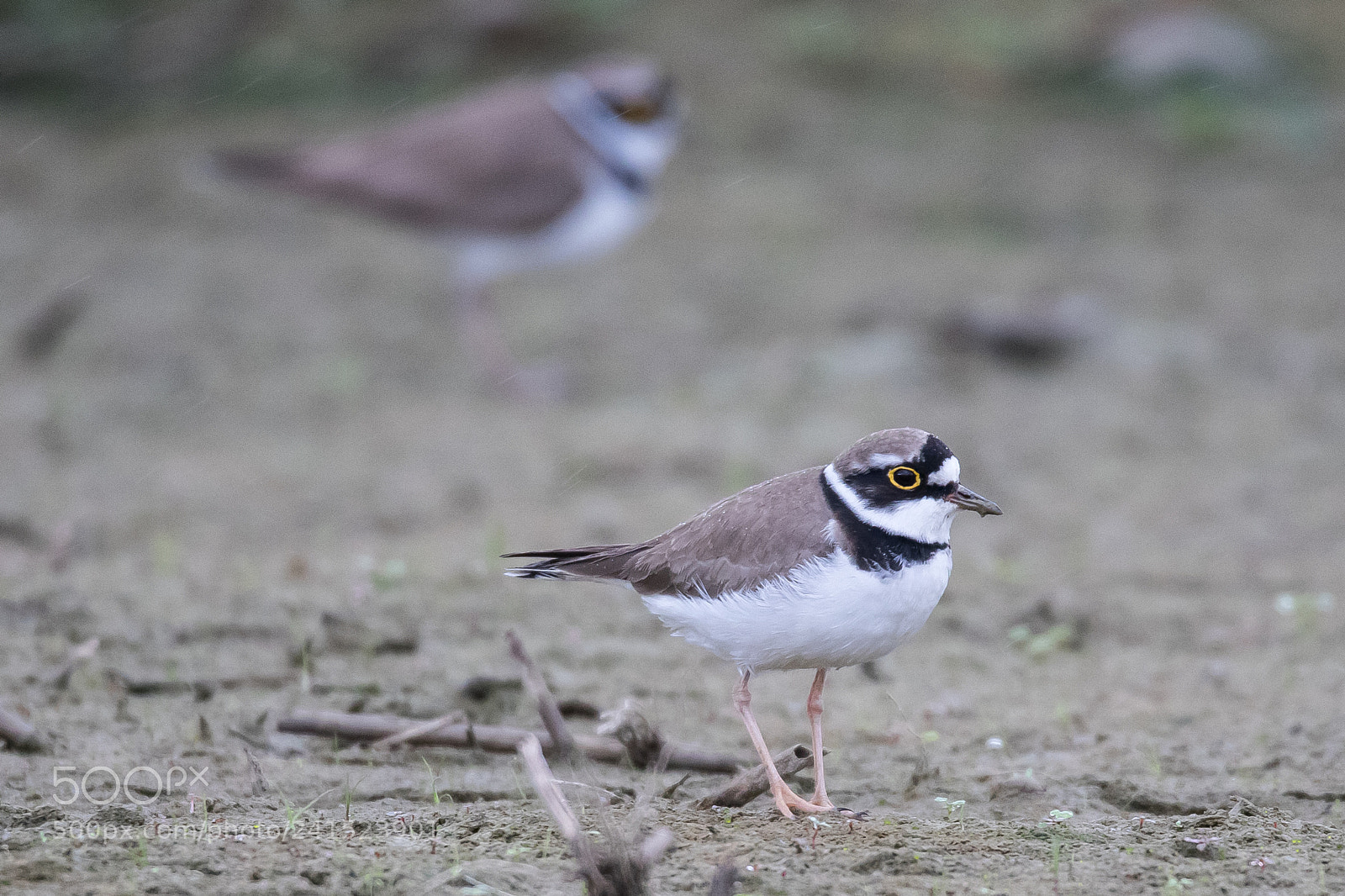 Canon EOS 80D sample photo. Little ringed plover photography