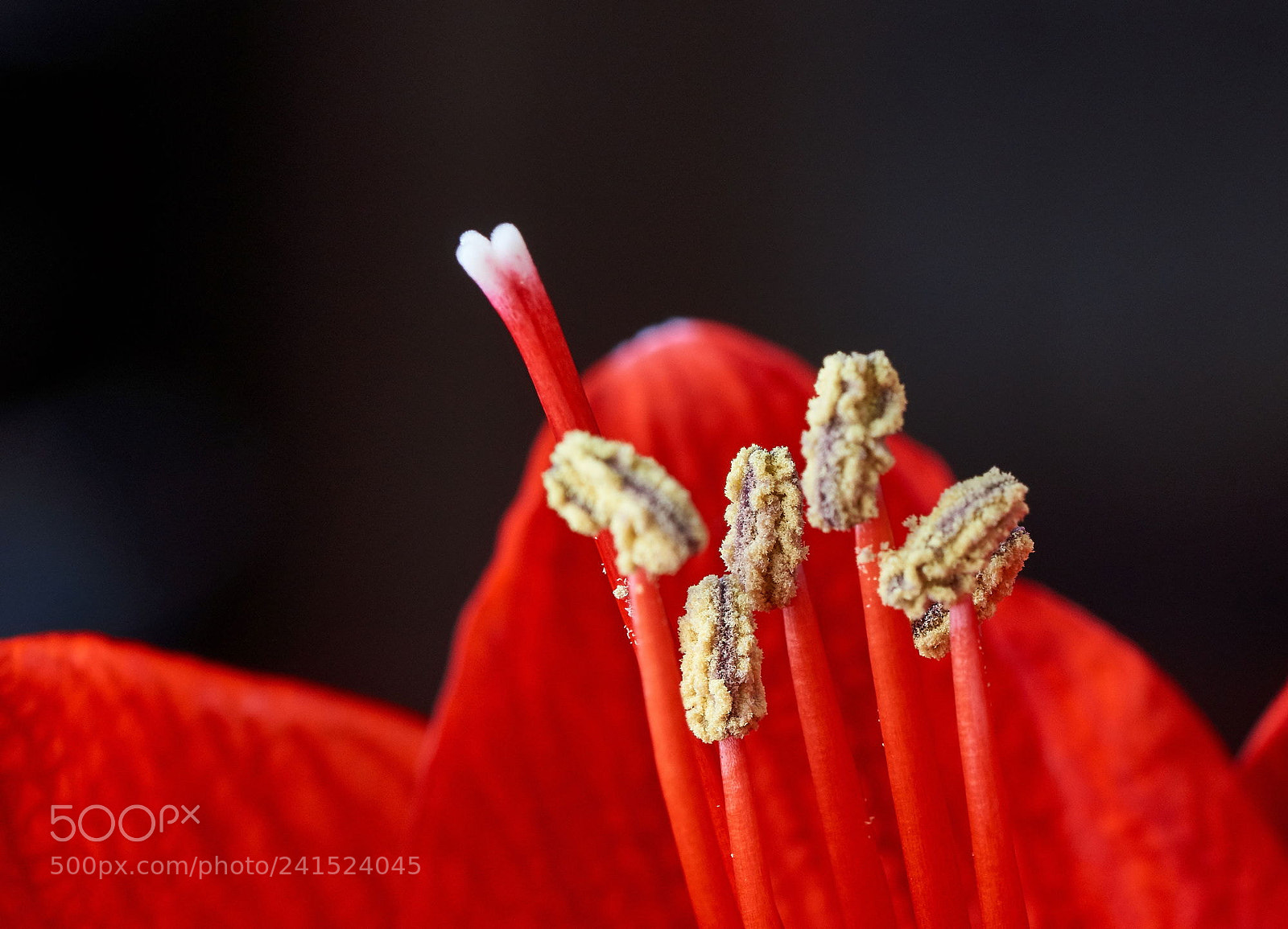 Sony SLT-A65 (SLT-A65V) sample photo. Amaryllis photography