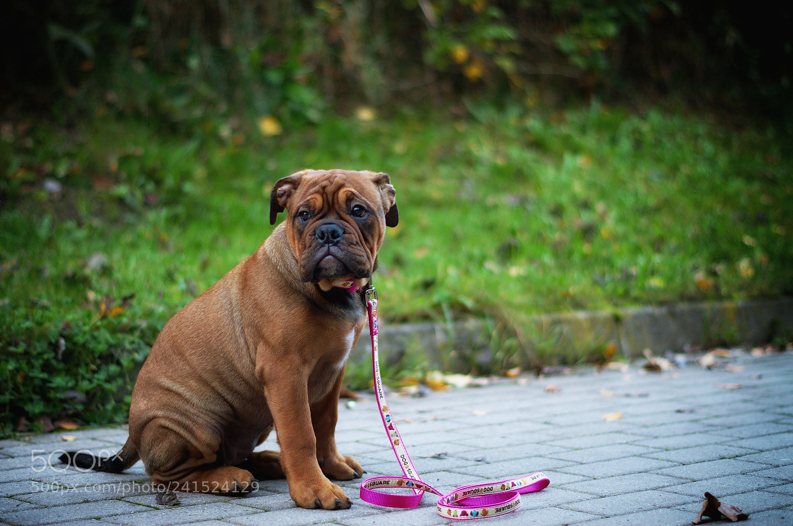 Pentax K-50 sample photo. Continental bulldog amy photography