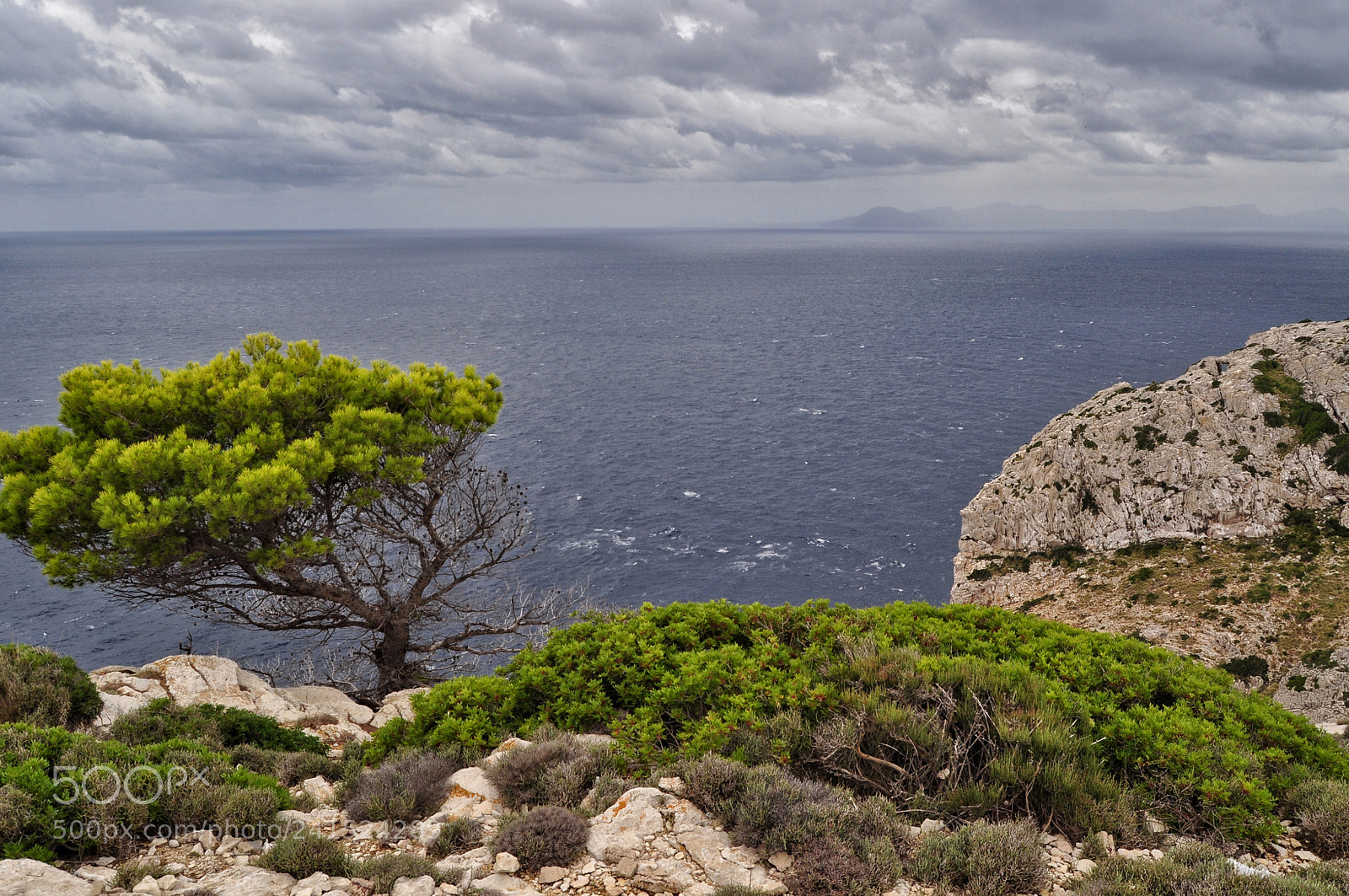 Nikon D5000 sample photo. Lonely pine tree on photography