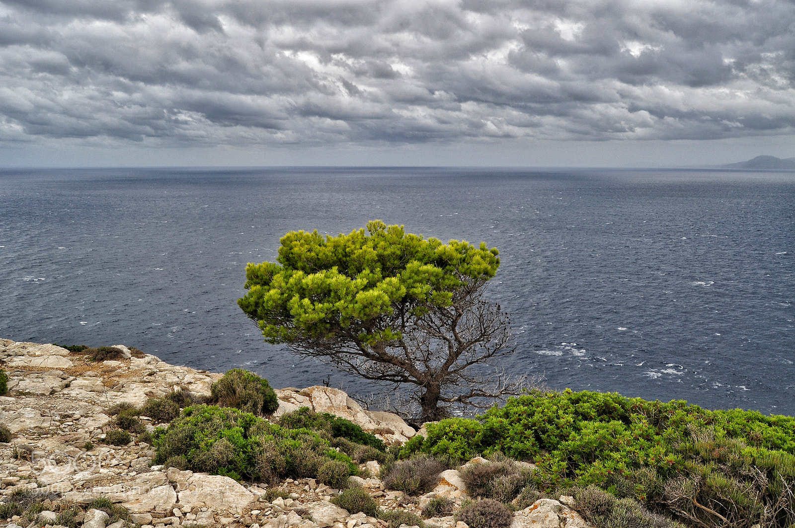 Nikon D5000 sample photo. Lonely pine tree on photography