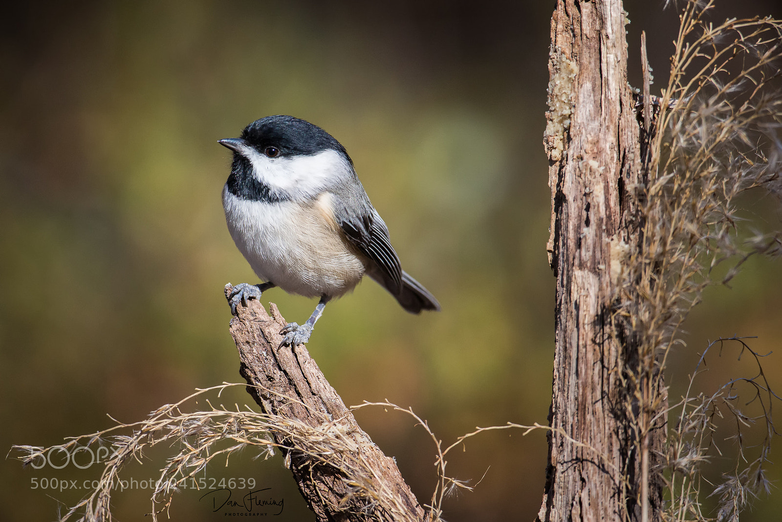 Canon EOS-1D X sample photo. Carolina chickadee (poecile carolinensis) photography