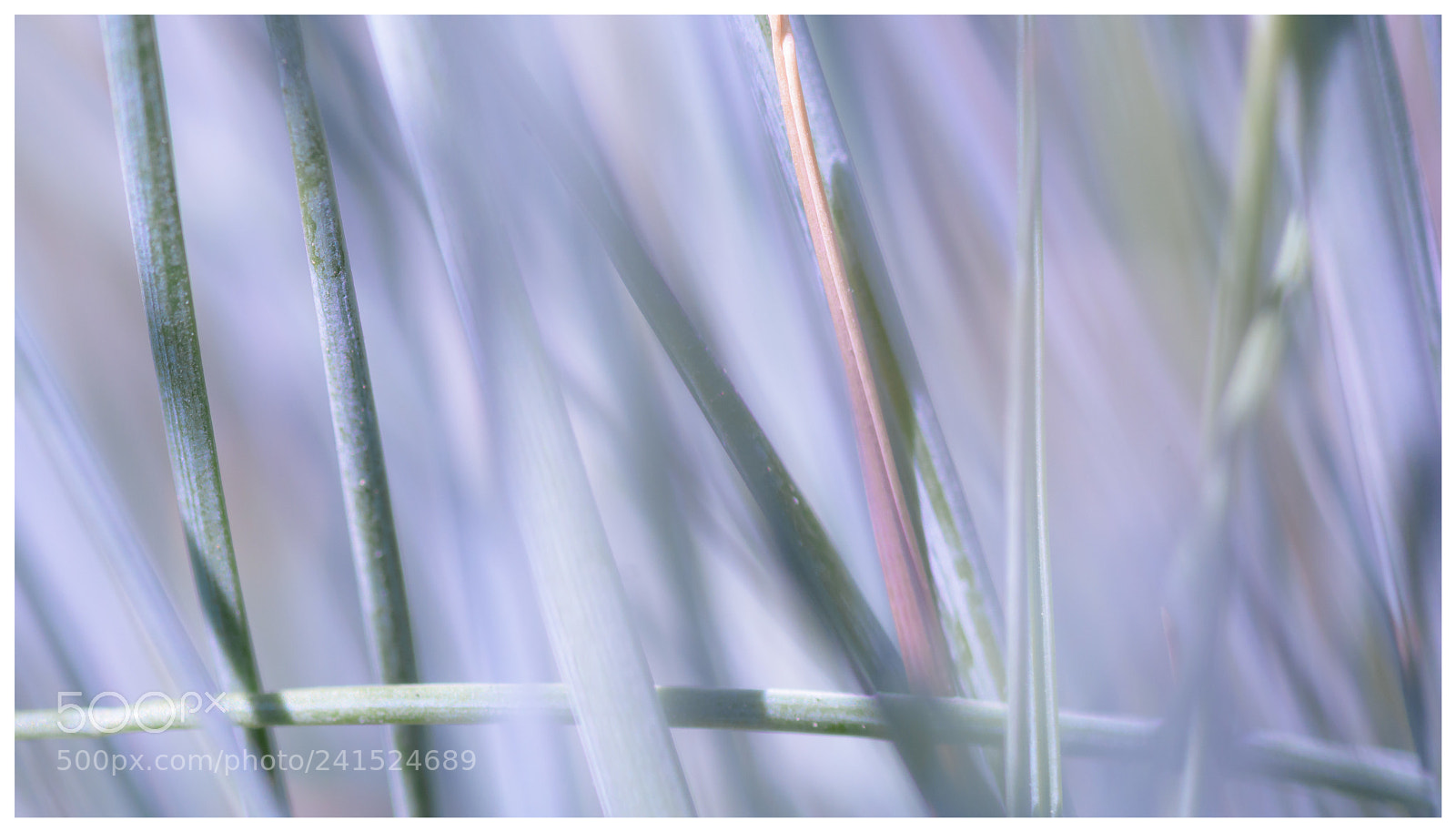 Nikon D7100 sample photo. Nature, near you beauty photography