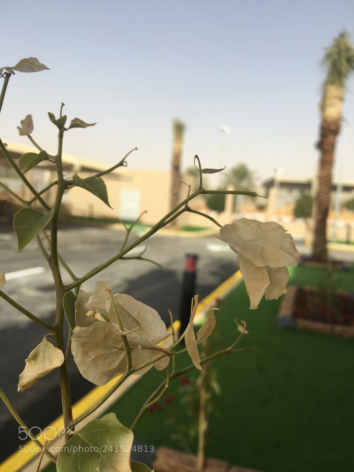 Apple iPhone 6s sample photo. Untitled photography