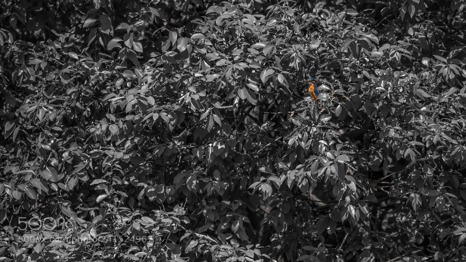 Panasonic Lumix DMC-G7 sample photo. カワセミ_kingfisher photography