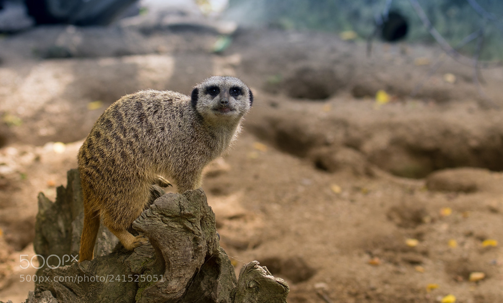 Pentax K-5 sample photo. Suricate photography