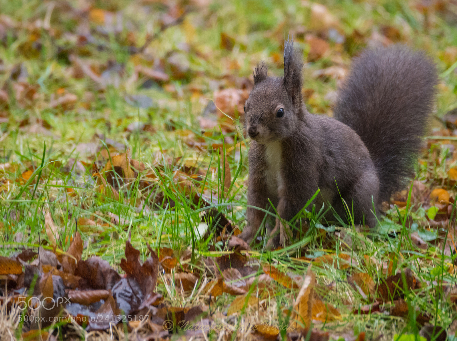 Olympus OM-D E-M10 II sample photo. Squirrel photography