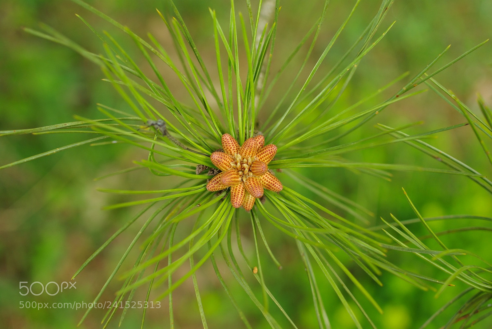 Pentax K10D sample photo. Sans titre photography