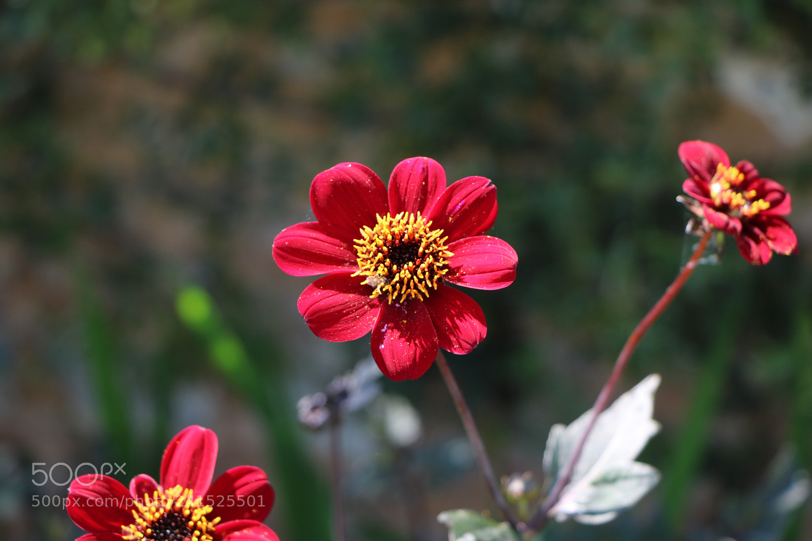 Canon EOS 760D (EOS Rebel T6s / EOS 8000D) sample photo. Sourire fleuri photography