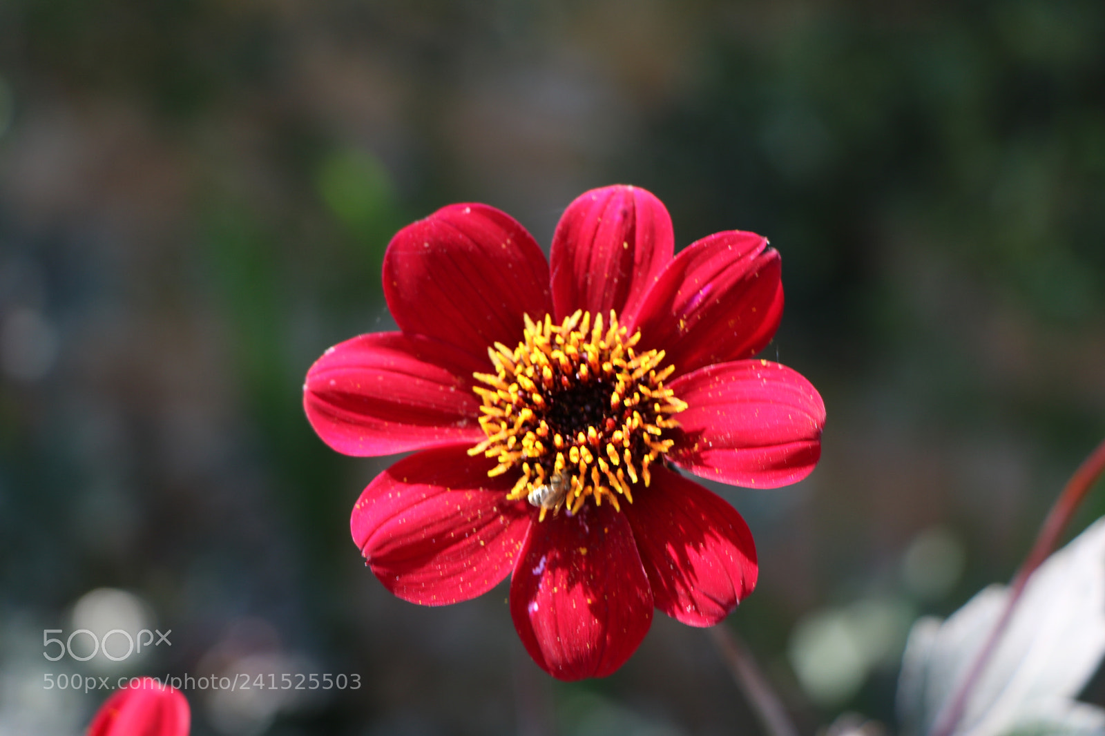 Canon EOS 760D (EOS Rebel T6s / EOS 8000D) sample photo. Coeur d'or photography