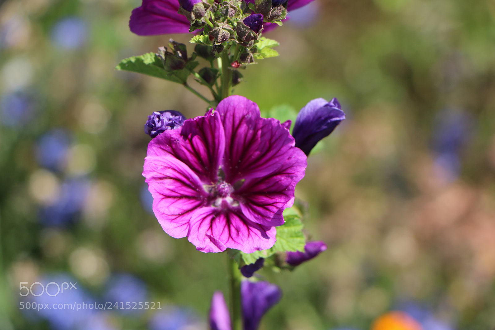 Canon EOS 760D (EOS Rebel T6s / EOS 8000D) sample photo. Guirlande photography