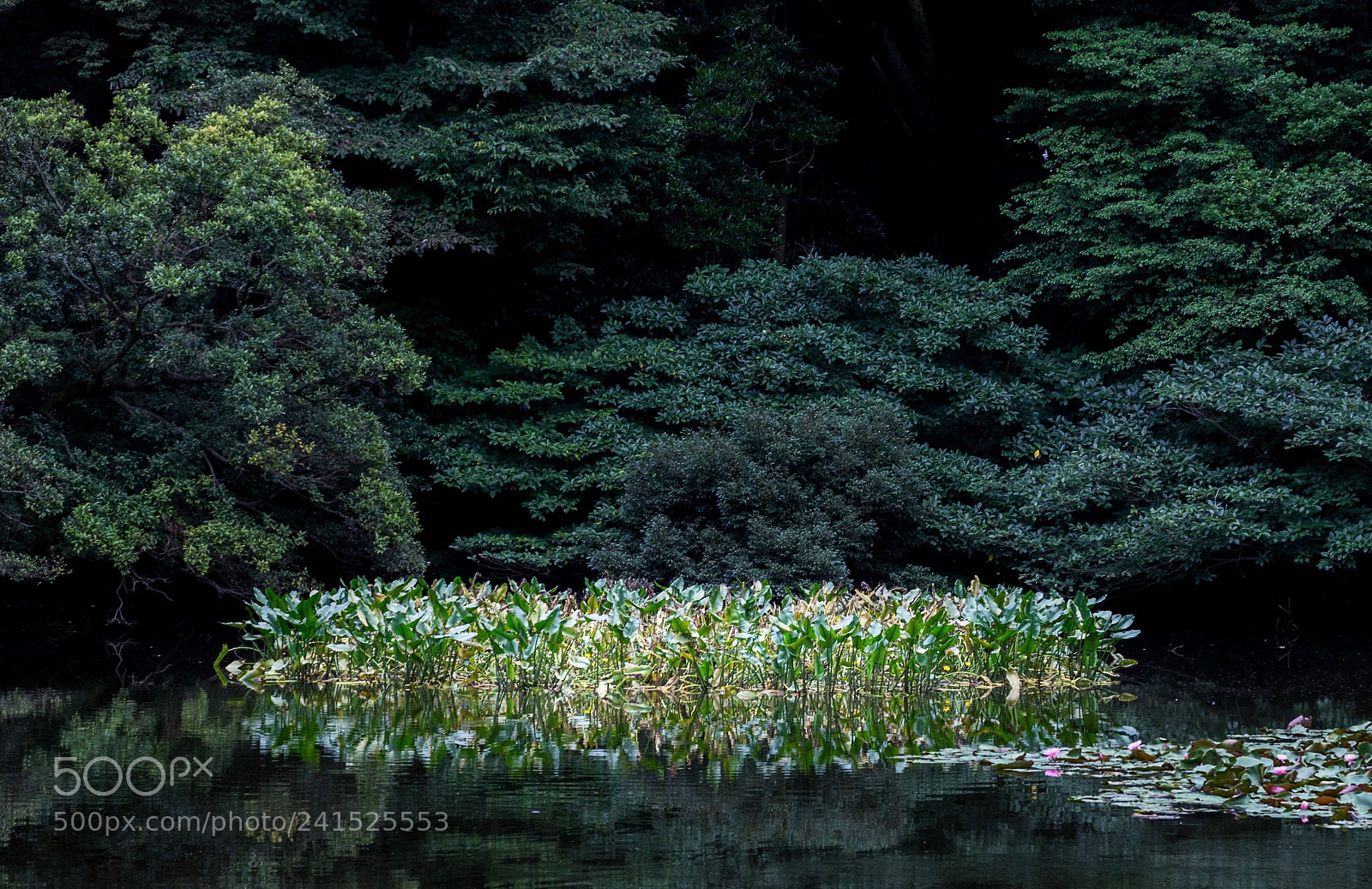 Sony Alpha NEX-5 sample photo. Magic lake photography