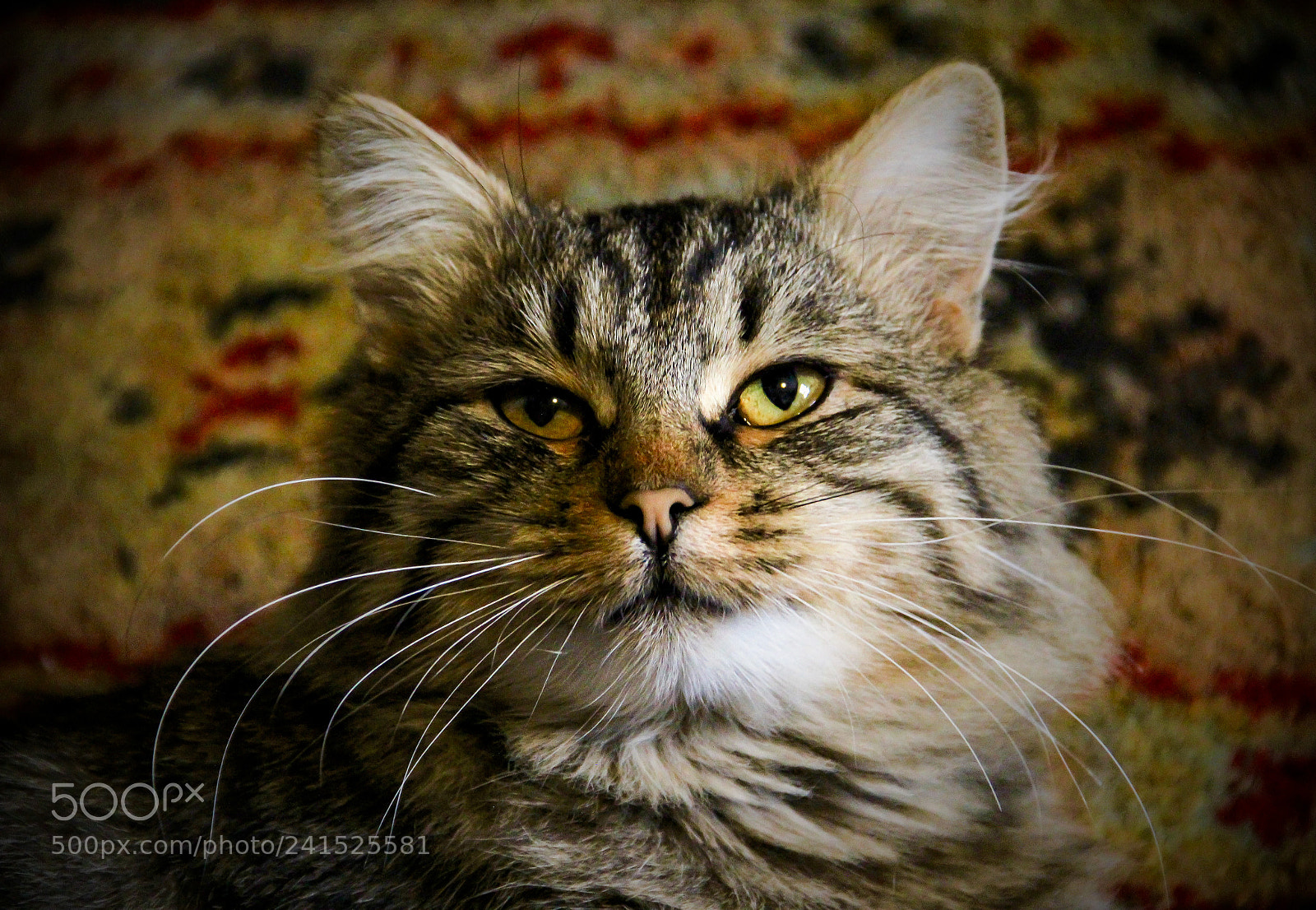 Canon EOS 600D (Rebel EOS T3i / EOS Kiss X5) sample photo. Tenderness photography