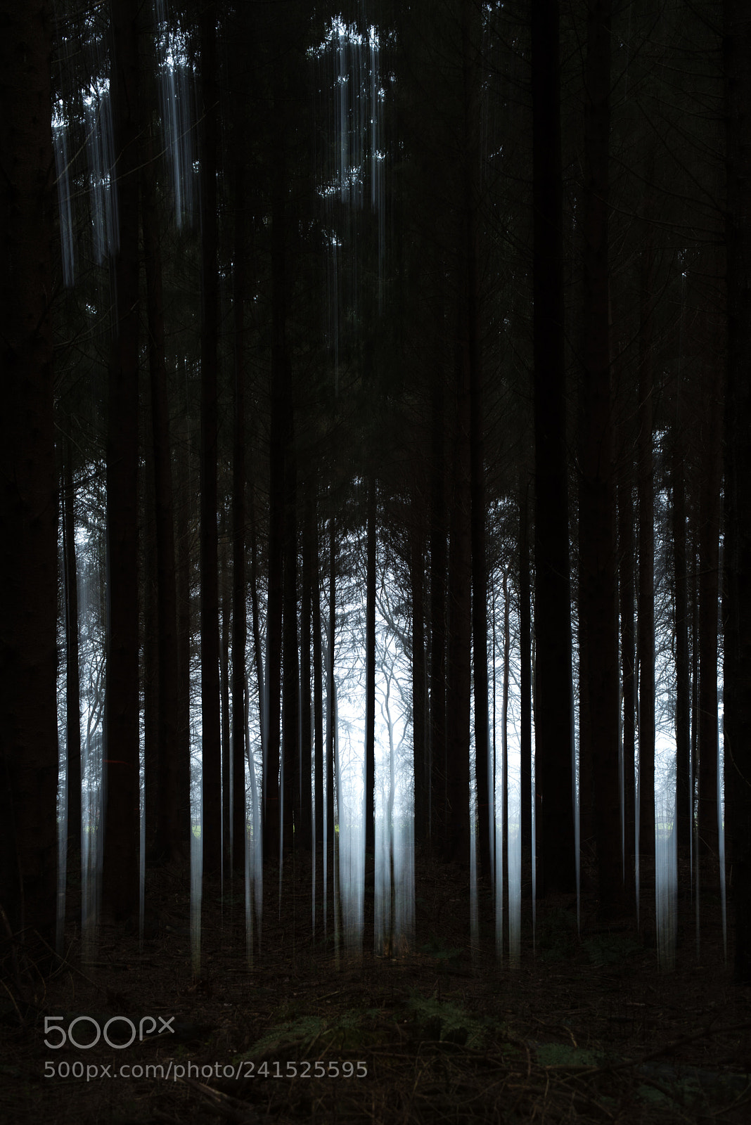 Nikon D800 sample photo. Serenity photography