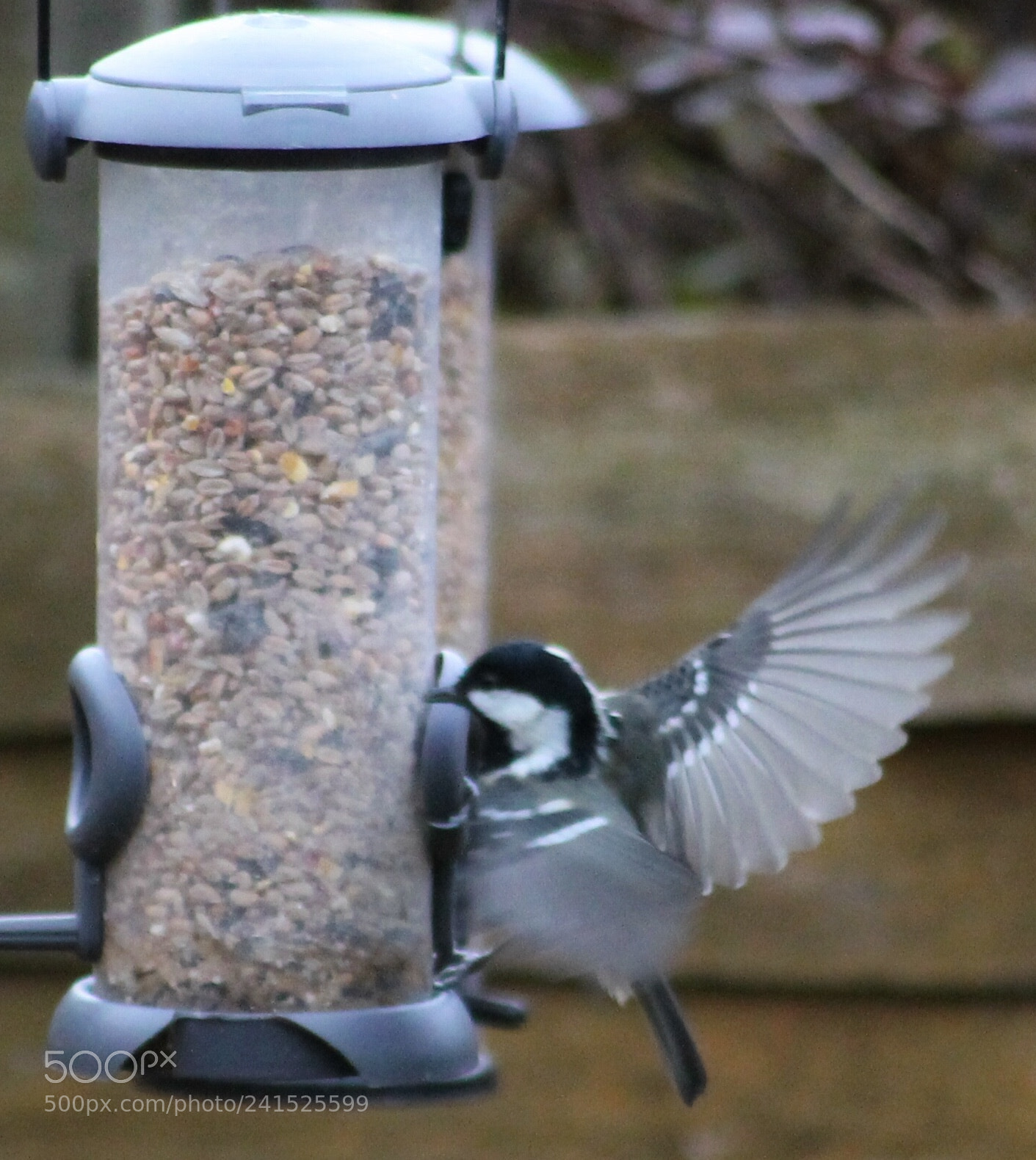 Canon EOS 1100D (EOS Rebel T3 / EOS Kiss X50) sample photo. Blue tit scotland photography