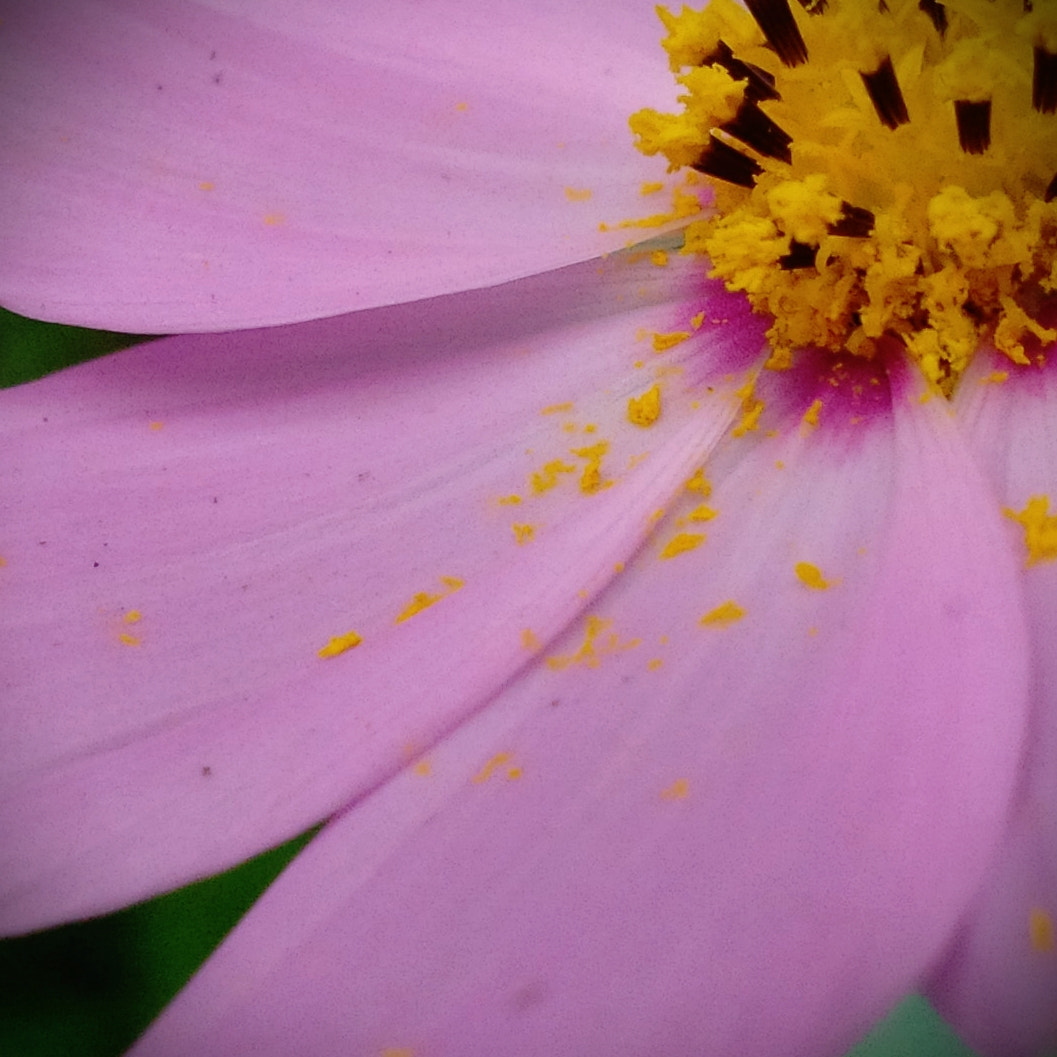 BlackBerry Z10 sample photo. Cb photography