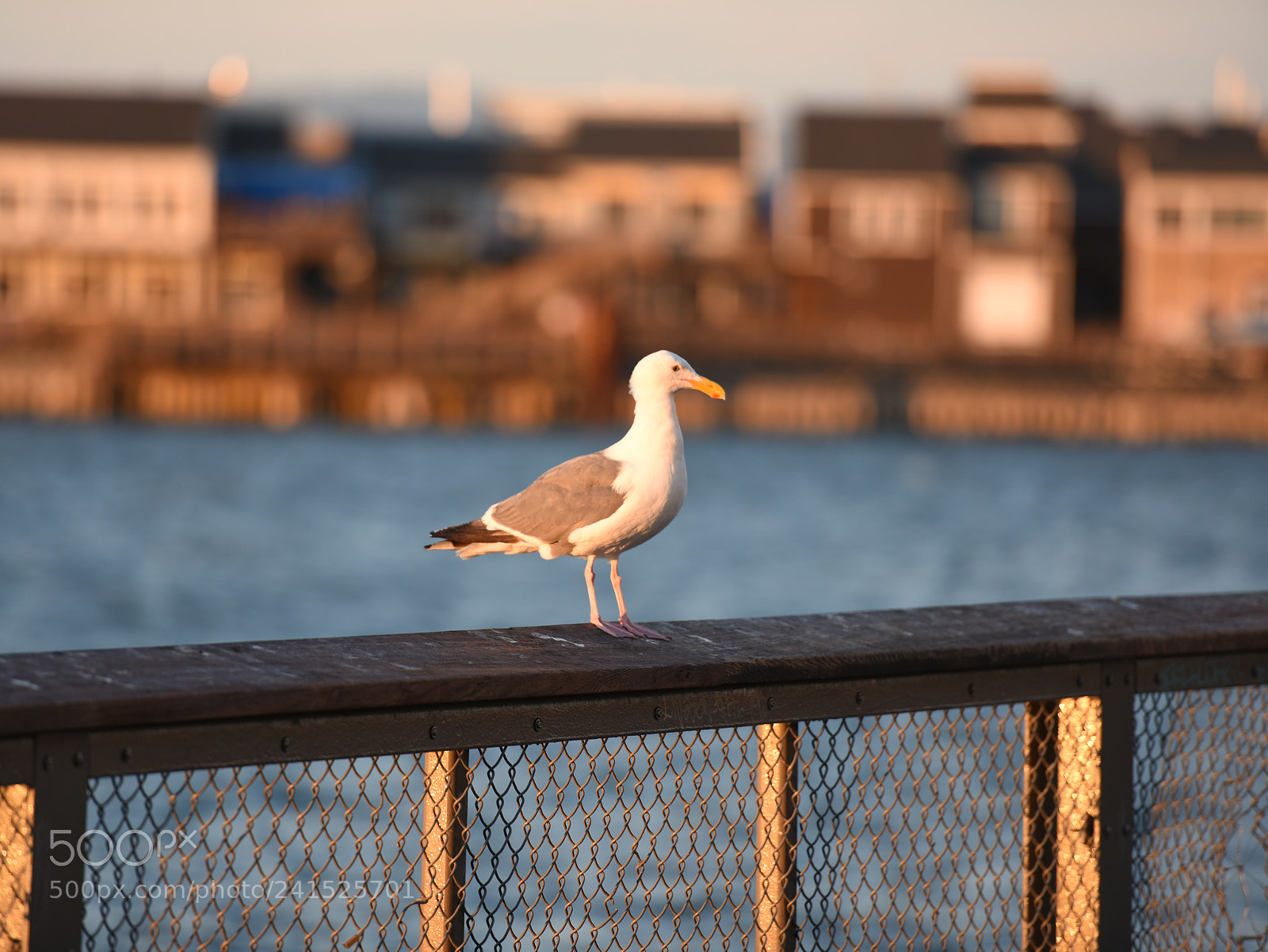 Nikon D810 sample photo. Peace photography