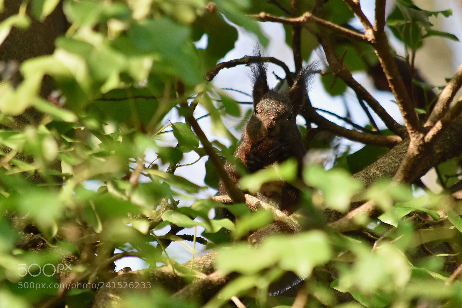 Nikon D7200 sample photo. Lunch time photography