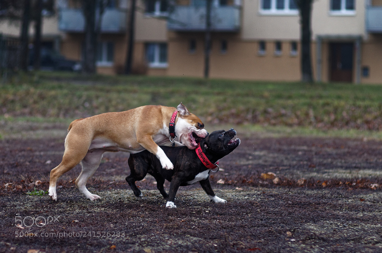 Pentax K-50 sample photo. Bulldog versus bullterrier, debi photography
