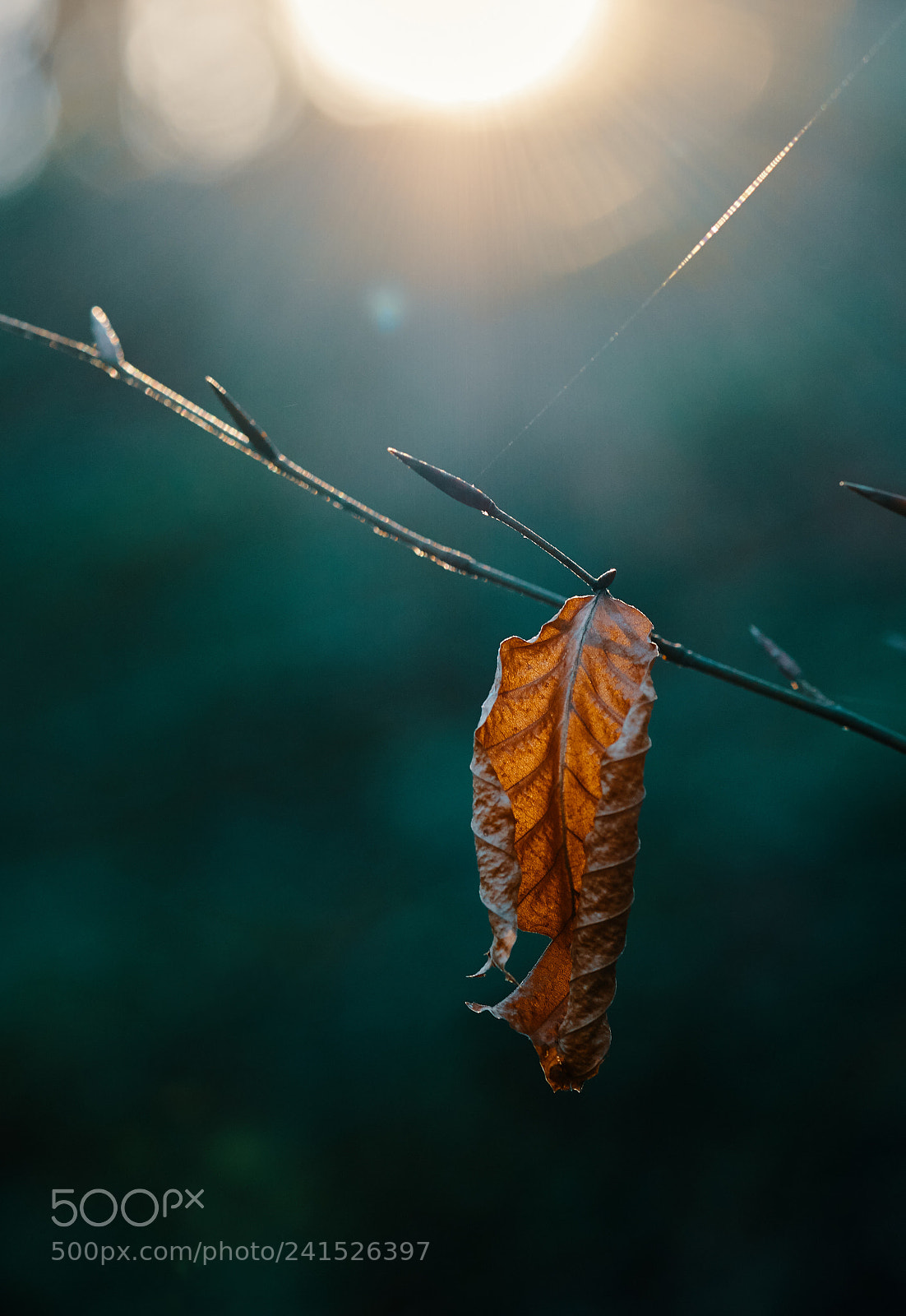 Sony a6500 sample photo. Leaf on the branch photography