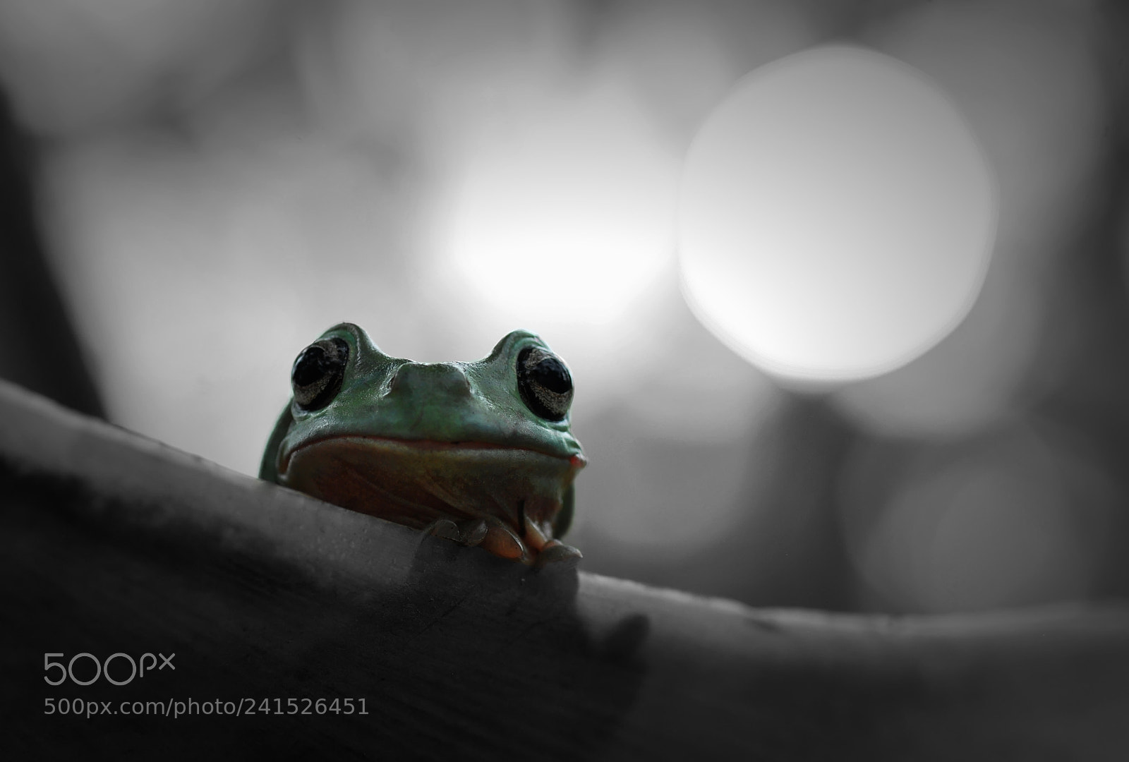 Nikon D60 sample photo. Frog photography