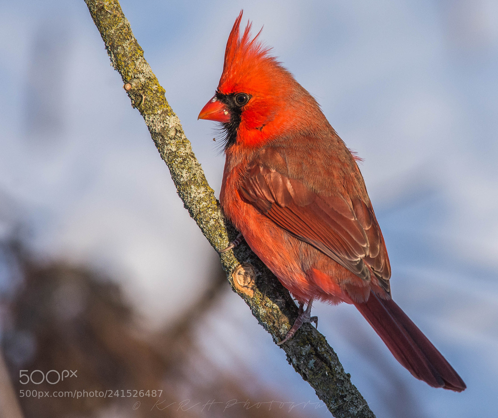 Nikon D7200 sample photo. Northern cardinal photography