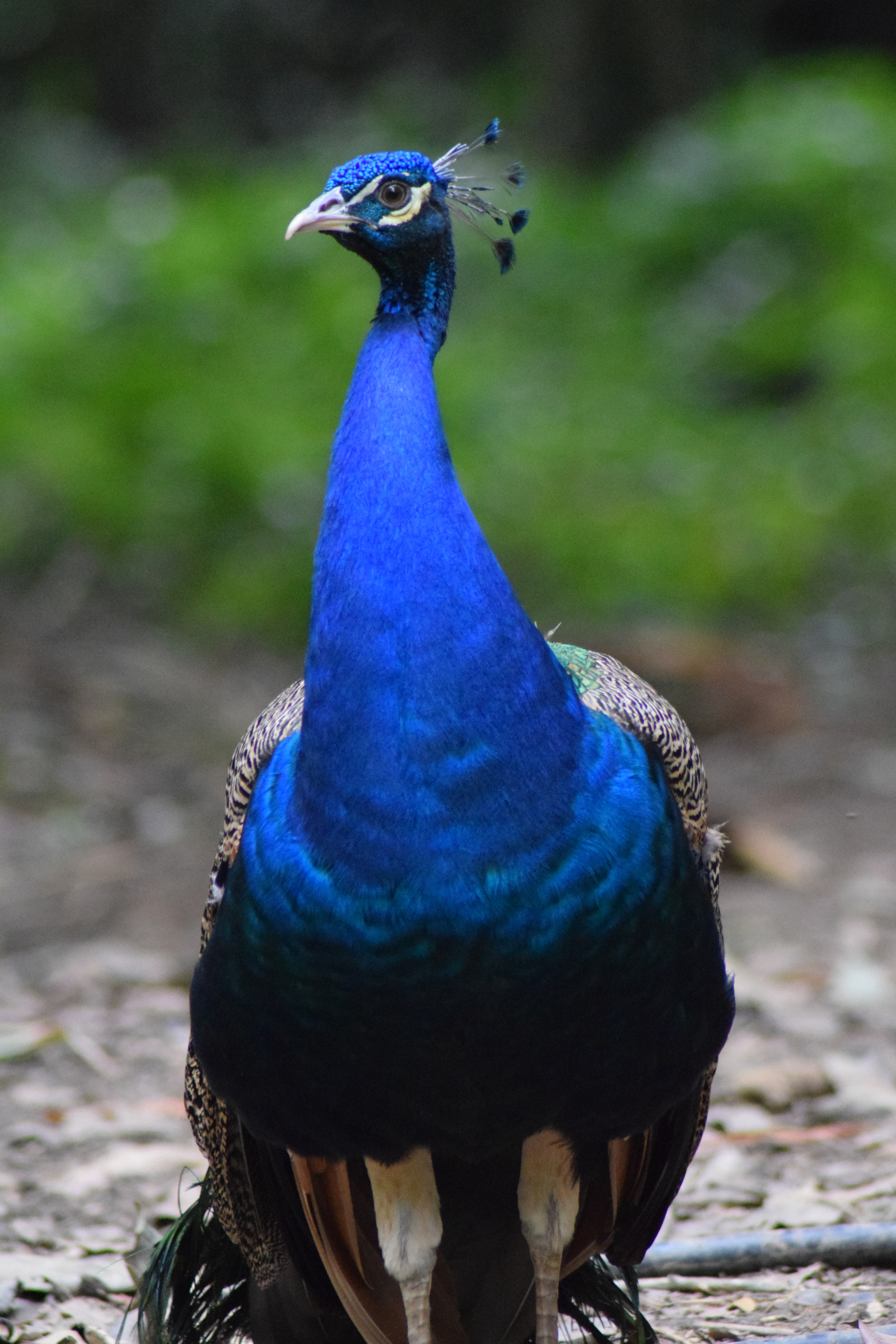 Nikon AF Nikkor 70-300mm F4-5.6G sample photo. Still peacock photography
