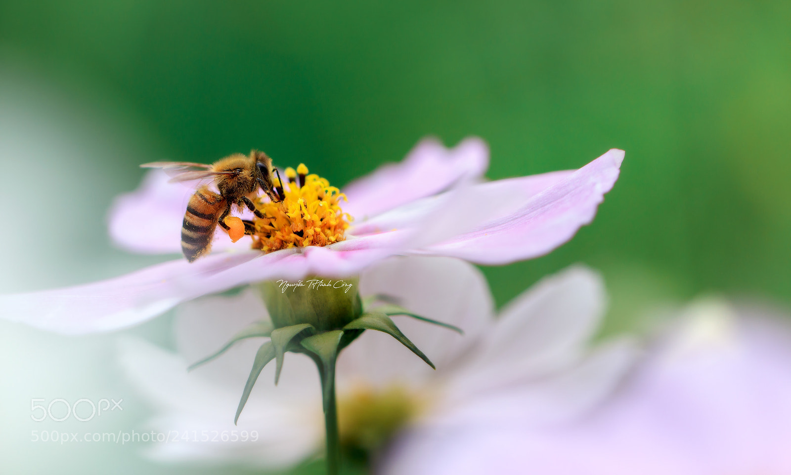 Canon EOS 5DS R sample photo. Bee photography